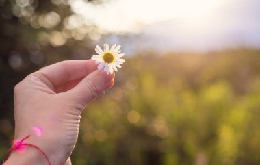 Bahçede papatyalar çiçek açar. Seçici odaklanma. Doğa.
