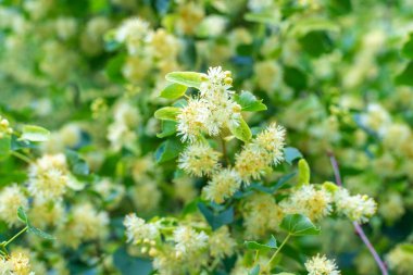 Bahçede ıhlamur ağaçları çiçek açar. Seçici odaklanma. Doğa.