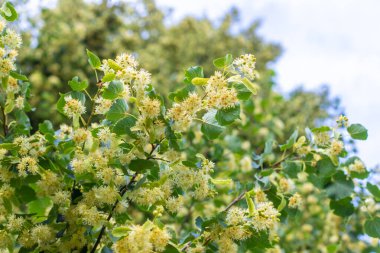Bahçede ıhlamur ağaçları çiçek açar. Seçici odaklanma. Doğa.