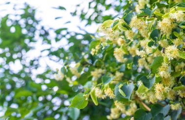 Bahçede ıhlamur ağaçları çiçek açar. Seçici odaklanma. Doğa.