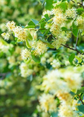 Bahçede ıhlamur ağaçları çiçek açar. Seçici odaklanma. Doğa.