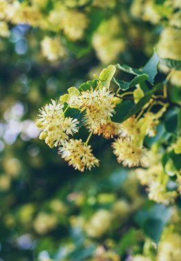 Bahçede ıhlamur ağaçları çiçek açar. Seçici odaklanma. Doğa.