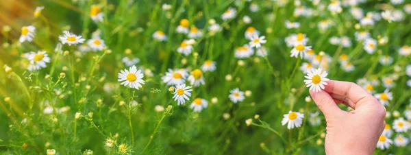 Bahçede papatyalar çiçek açar. Seçici odaklanma. Doğa.