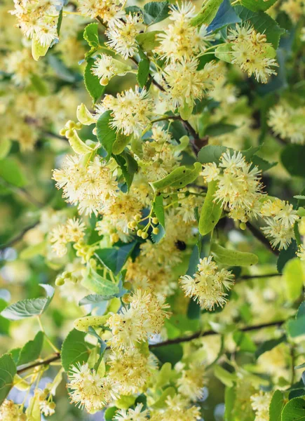 Bahçede ıhlamur ağaçları çiçek açar. Seçici odaklanma. Doğa.