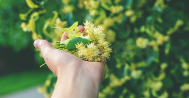Bahçede ıhlamur ağaçları çiçek açar. Seçici odaklanma. Doğa.