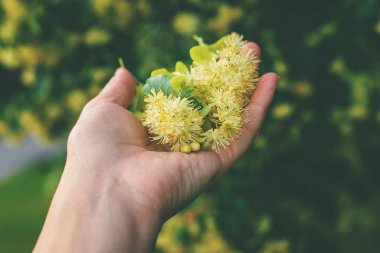 Bahçede ıhlamur ağaçları çiçek açar. Seçici odaklanma. Doğa.