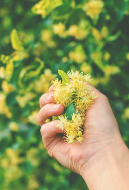 Bahçede ıhlamur ağaçları çiçek açar. Seçici odaklanma. Doğa.