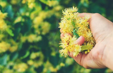 Bahçede ıhlamur ağaçları çiçek açar. Seçici odaklanma. Doğa.