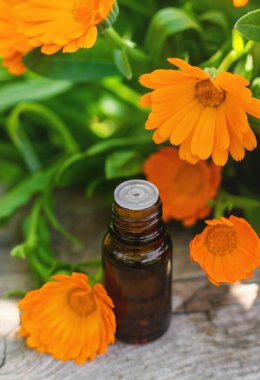 Tıbbi bitki takvimi homeopati. Seçici odaklanma. Doğa.