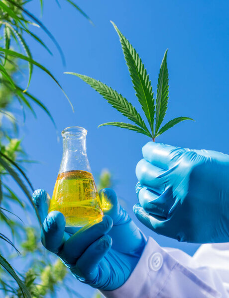 A doctor holding a medical cannabis study. Selective focus. nature.