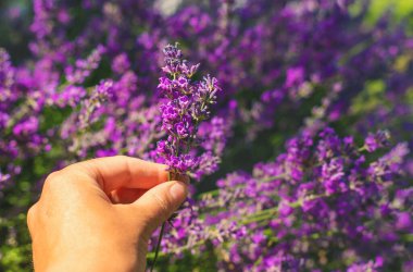 Bahçede lavanta çiçek açar. Seçici odaklanma. Doğa.