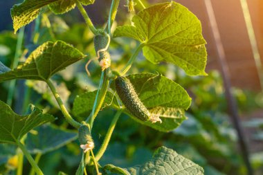 Salatalıklar bahçede büyüyor. Seçmeli odak. Doğa.
