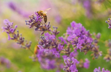 Bahçede lavanta çiçek açar. Seçici odaklanma. Doğa.