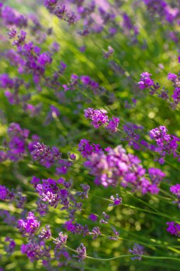 Bahçede lavanta çiçek açar. Seçici odaklanma. Doğa.