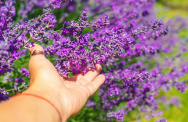 Bahçede lavanta çiçek açar. Seçici odaklanma. Doğa.