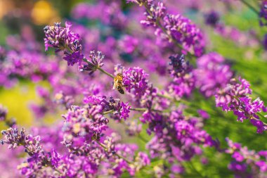 Bahçede lavanta çiçek açar. Seçici odaklanma. Doğa.