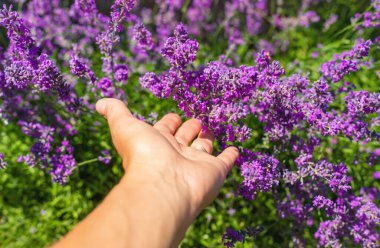 Bahçede lavanta çiçek açar. Seçici odaklanma. Doğa.
