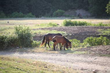 Otlakta otlayan atlar