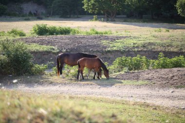 Otlakta otlayan atlar