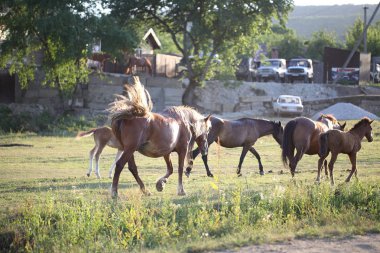 Otlakta otlayan atlar