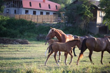 Otlakta otlayan atlar