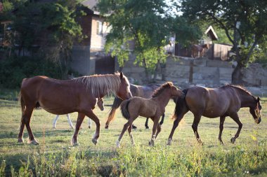 Otlakta otlayan atlar