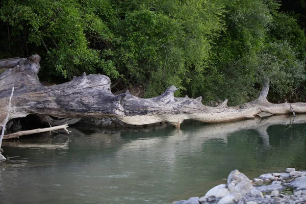 Grande Tronco Vicino All Acqua — Foto Stock