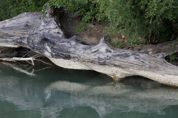 Большое Бревно Воды — стоковое фото