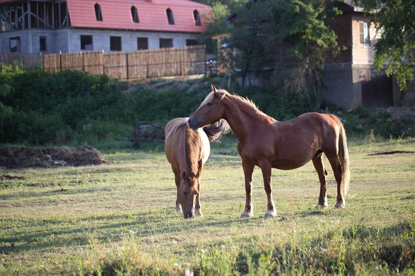 Weidende Pferde Auf Einer Weide — Stockfoto