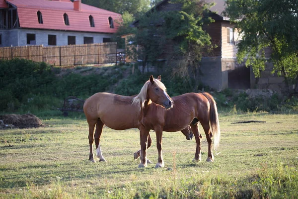 Otlakta otlayan atlar