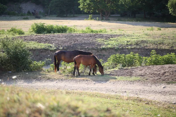 Otlakta otlayan atlar
