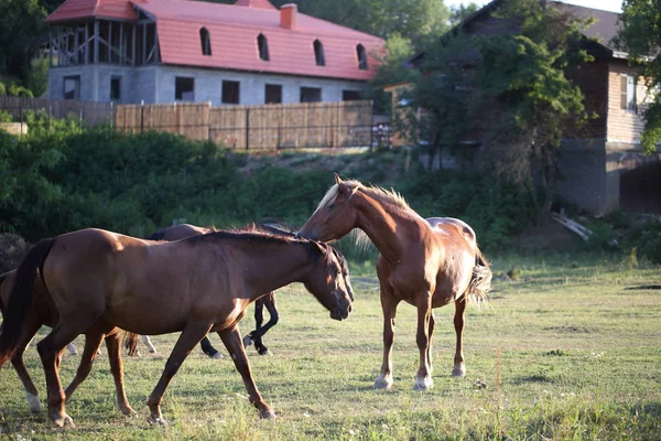 Выпас Лошадей Лугу — стоковое фото
