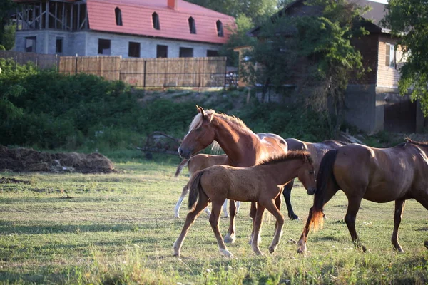 Otlakta otlayan atlar