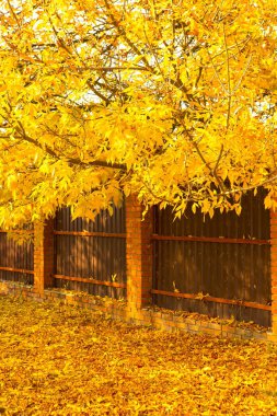 Sonbahar parkında sarı yapraklar