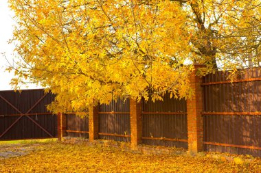 Sonbahar parkında sarı yapraklar