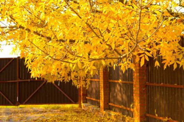 Sonbahar parkında sarı yapraklar