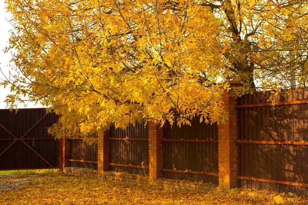 Sonbahar parkında sarı yapraklar