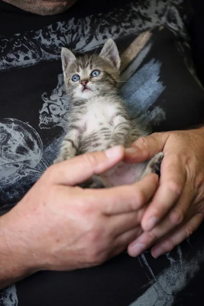 Chaton Sur Les Mains Petit Chaton — Photo