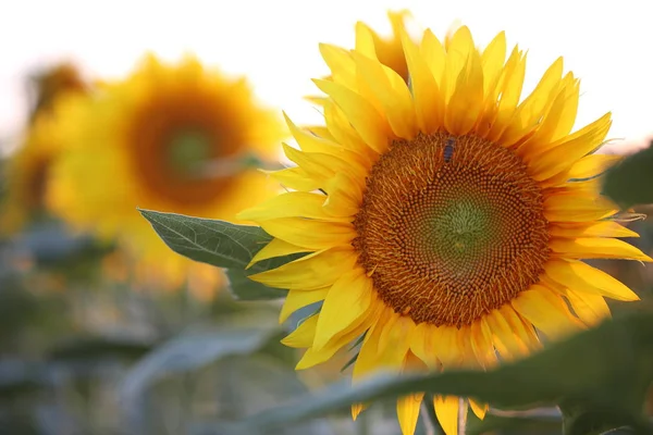 Sunflowers Bright Yellow Sunflower — Stock Photo, Image