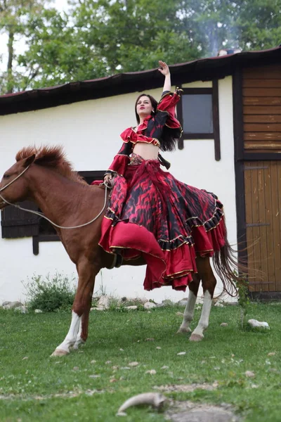 Vackra Gypsy Ljusa Kläder Häst — Stockfoto