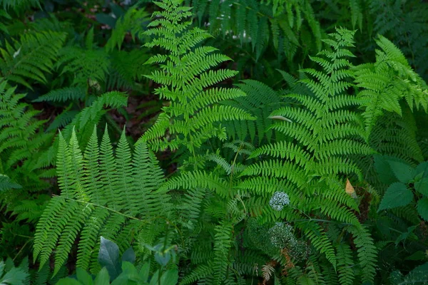 Park Krajobrazowy Foldery Parku — Zdjęcie stockowe