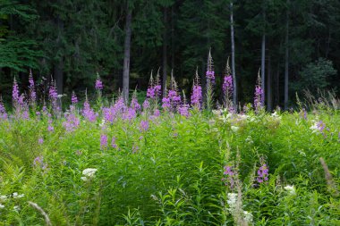 Peyzaj park. Bir takas bir peyzaj Park çayır çiçekler