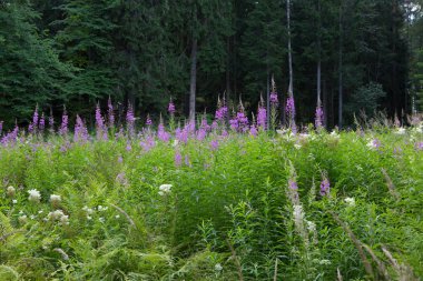 Peyzaj park. Bir takas bir peyzaj Park çayır çiçekler