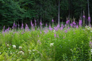 Peyzaj park. Bir takas bir peyzaj Park çayır çiçekler