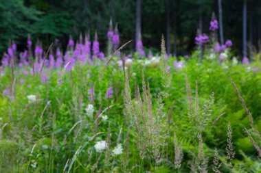 Peyzaj park. Bir takas bir peyzaj Park çayır çiçekler