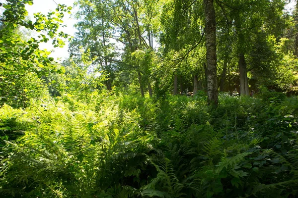 Peyzaj park. Doğada bir peyzaj park