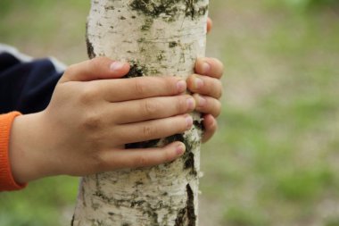 Çocuğun elleri genç bir huş bagajında sıktı