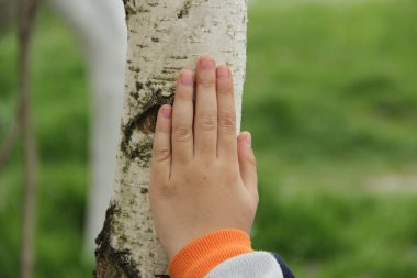 Oğlanın elini huş ağacı üzerinde. Oğlanın elini huş ağacı üzerinde duruyor