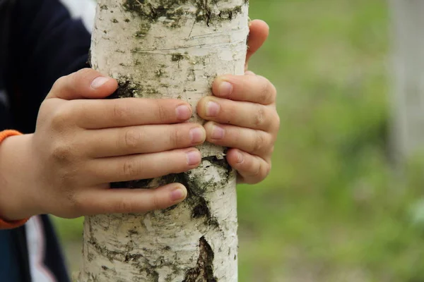 Çocuğun elleri genç bir huş bagajında sıktı
