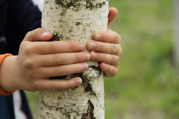Çocuğun elleri genç bir huş bagajında sıktı